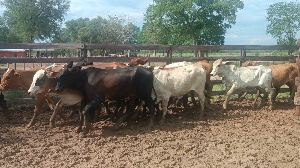 Feria Especial Regional Central Chaco ─ lote Lote 7 – N° insp. 5227