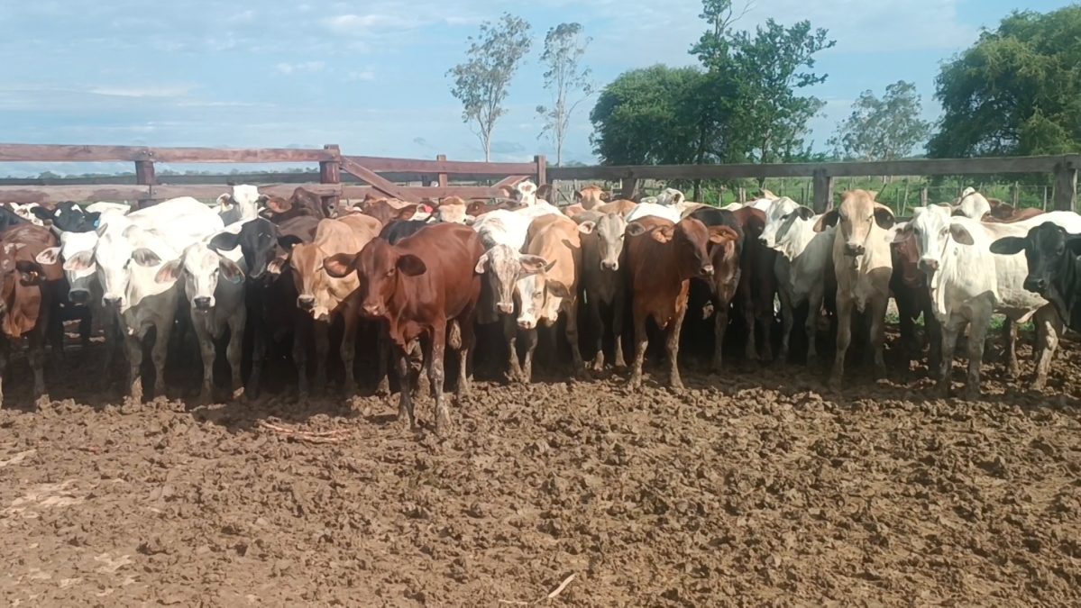 Feria Especial Regional Central Chaco ─ lote Lote 8 – N° insp. 5226