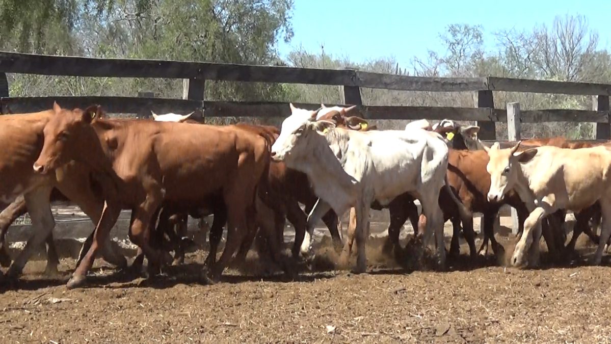 Feria Especial Regional Central Chaco ─ lote 09.2