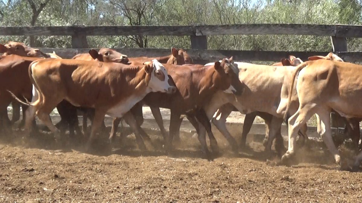 Feria Especial Regional Central Chaco ─ lote 09.3