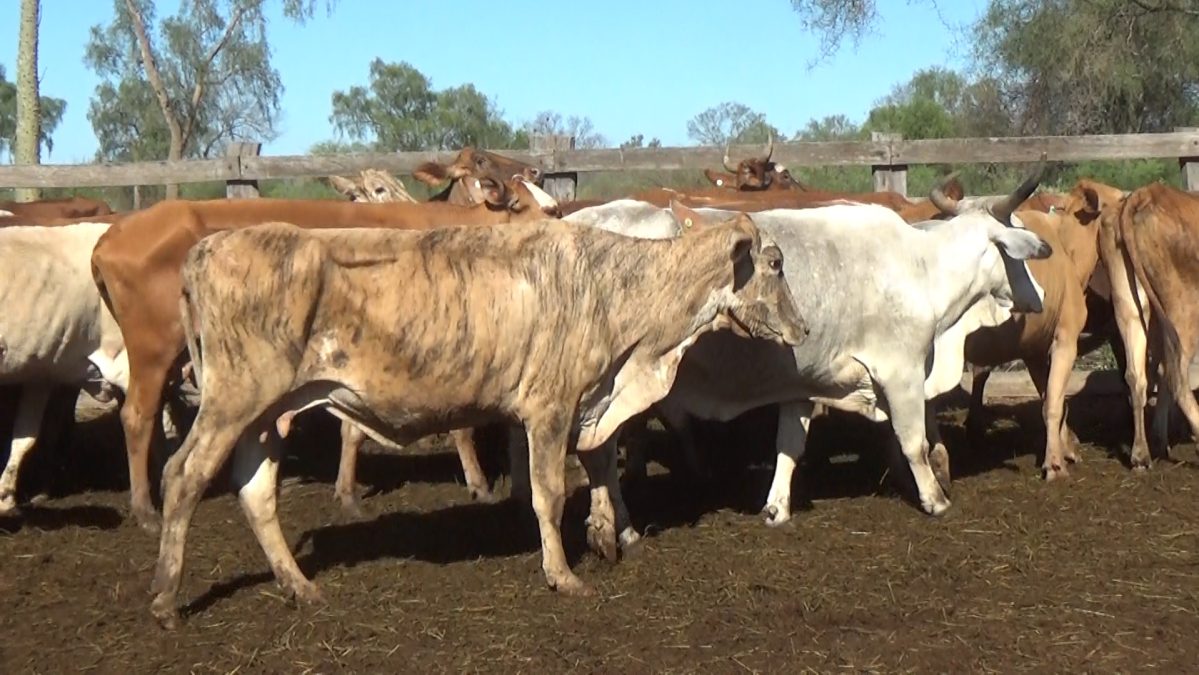 Feria Especial Regional Central Chaco ─ lote Lote 11 – N° insp. 5677