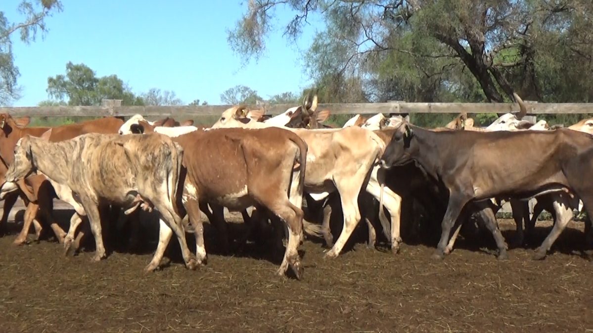 Feria Especial Regional Central Chaco ─ lote 11.3