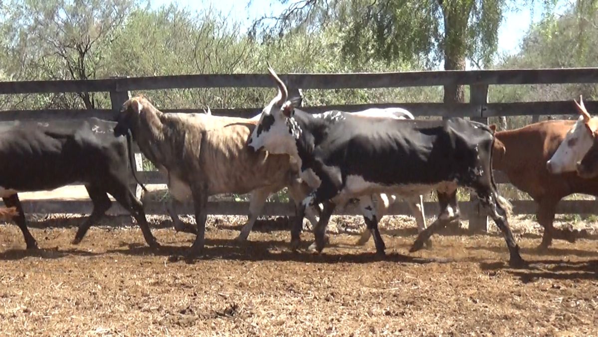 Feria Especial Regional Central Chaco ─ lote 14.2