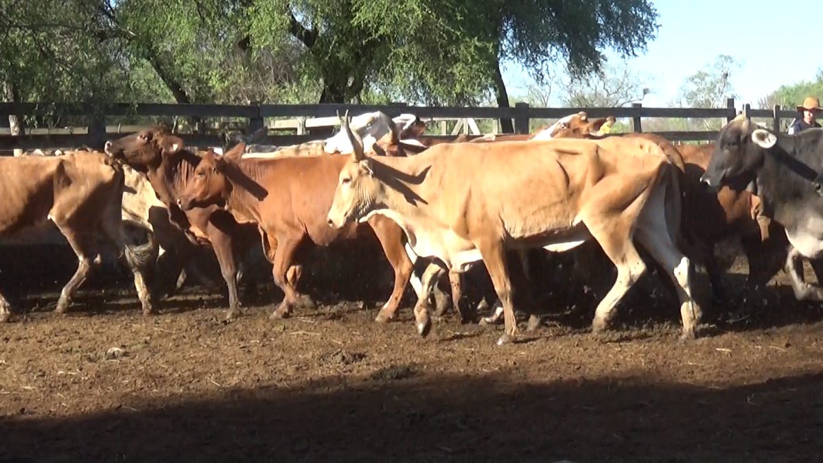 Feria Especial Regional Central Chaco ─ lote 15.1