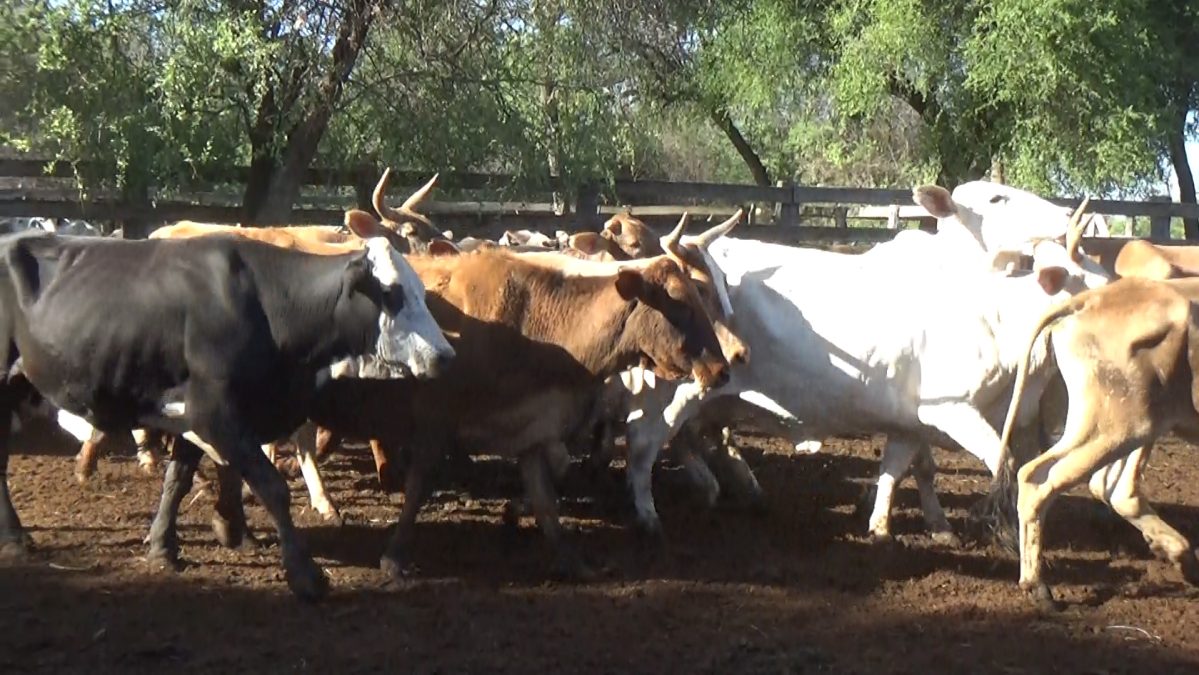 Feria Especial Regional Central Chaco ─ lote 15.2