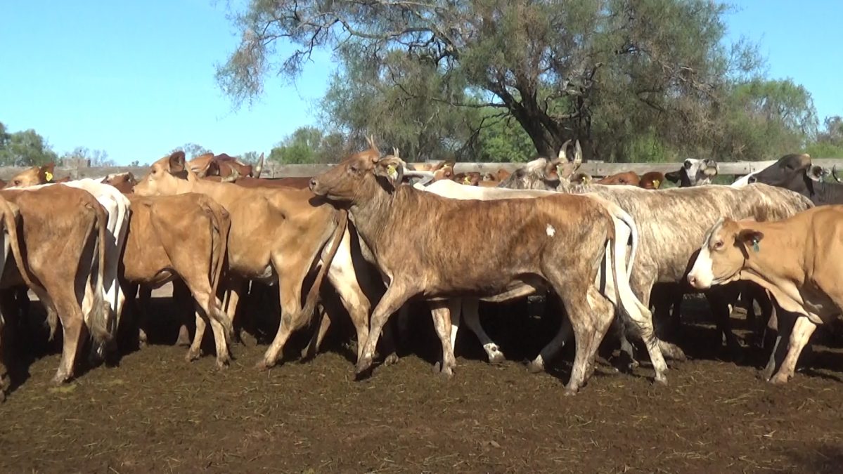 Feria Especial Regional Central Chaco ─ lote Lote 15 – N° insp. 5678