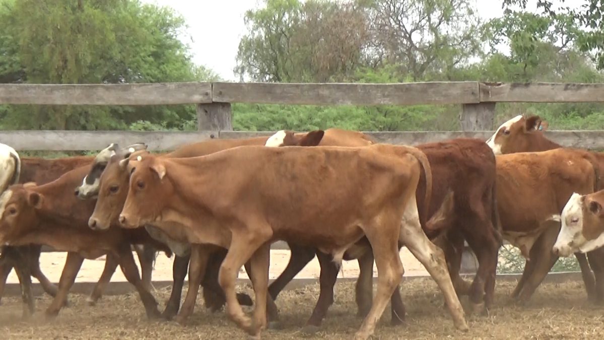 Feria Especial Regional Central Chaco ─ lote Lote 17 – N° insp. 5667