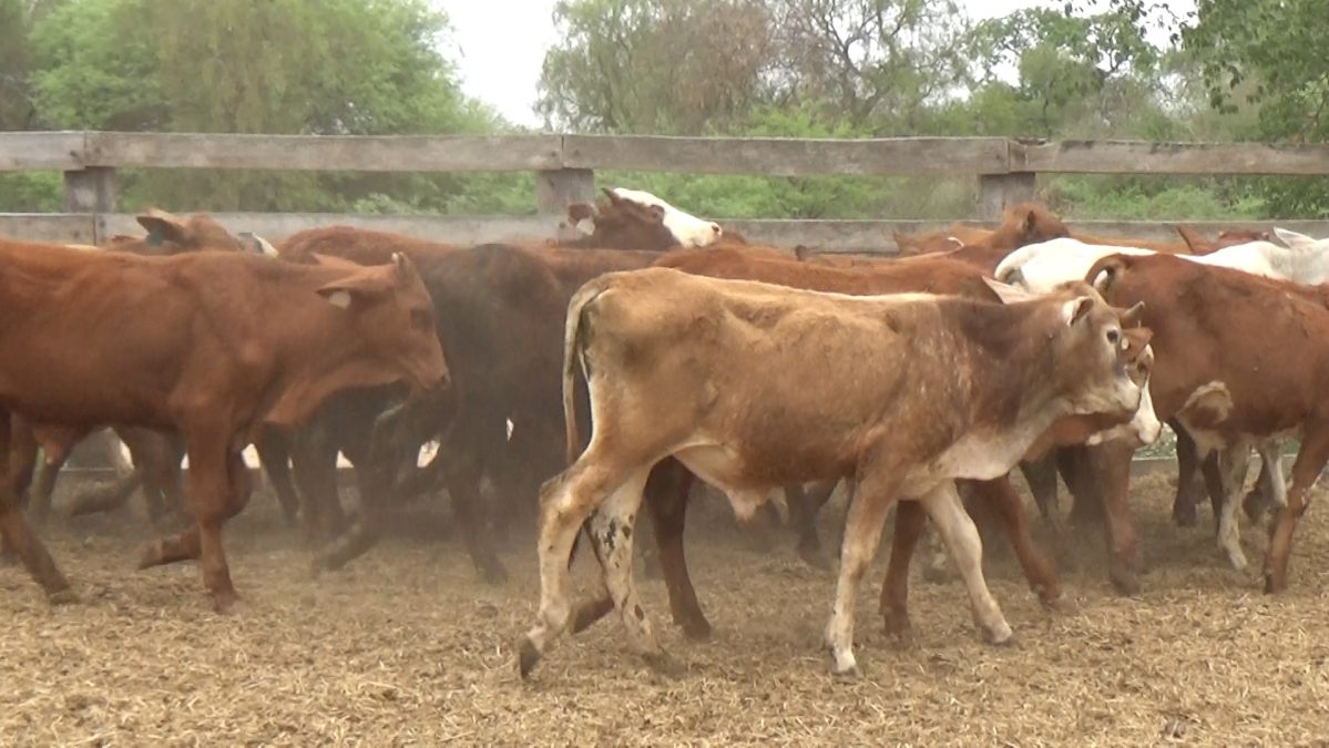 Feria Especial Regional Central Chaco ─ lote 17.4