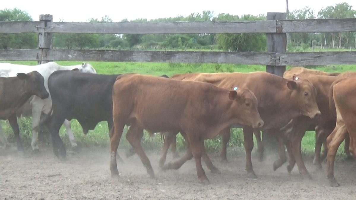 Feria Especial Regional Central Chaco ─ lote 18.1