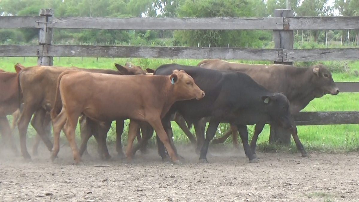 Feria Especial Regional Central Chaco ─ lote Lote 18 – N° insp. 5666