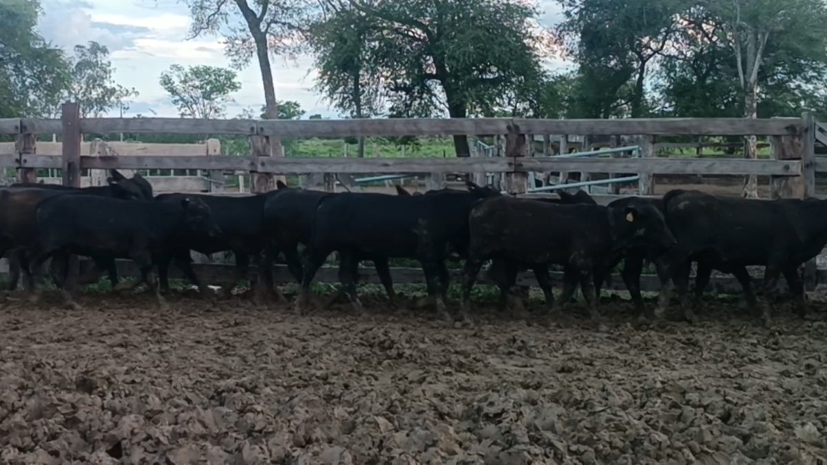 Feria Especial Regional Central Chaco ─ lote Lote 20 – N° insp. 5229