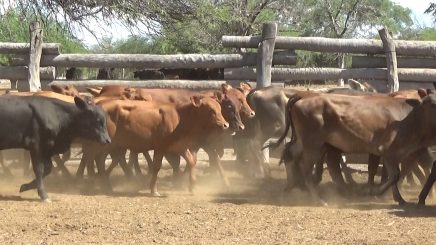 Lote 1 – N° insp. 5694