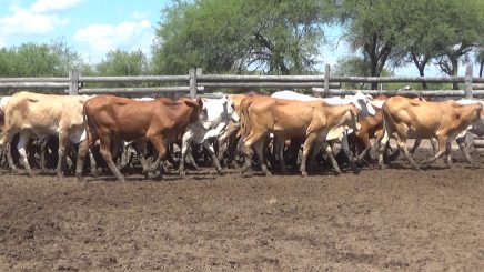 Lote 2 – N° insp. 5783