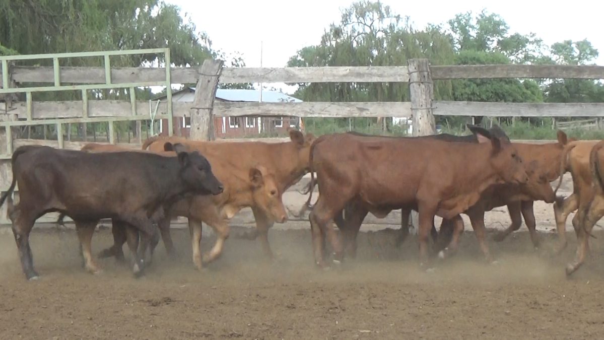 Feria de Invernada por Pantalla Televisada ─ lote 03.1