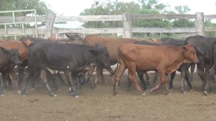 Lote 3 – N° insp. 5690