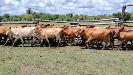 Lote 6 – N° insp. 5729