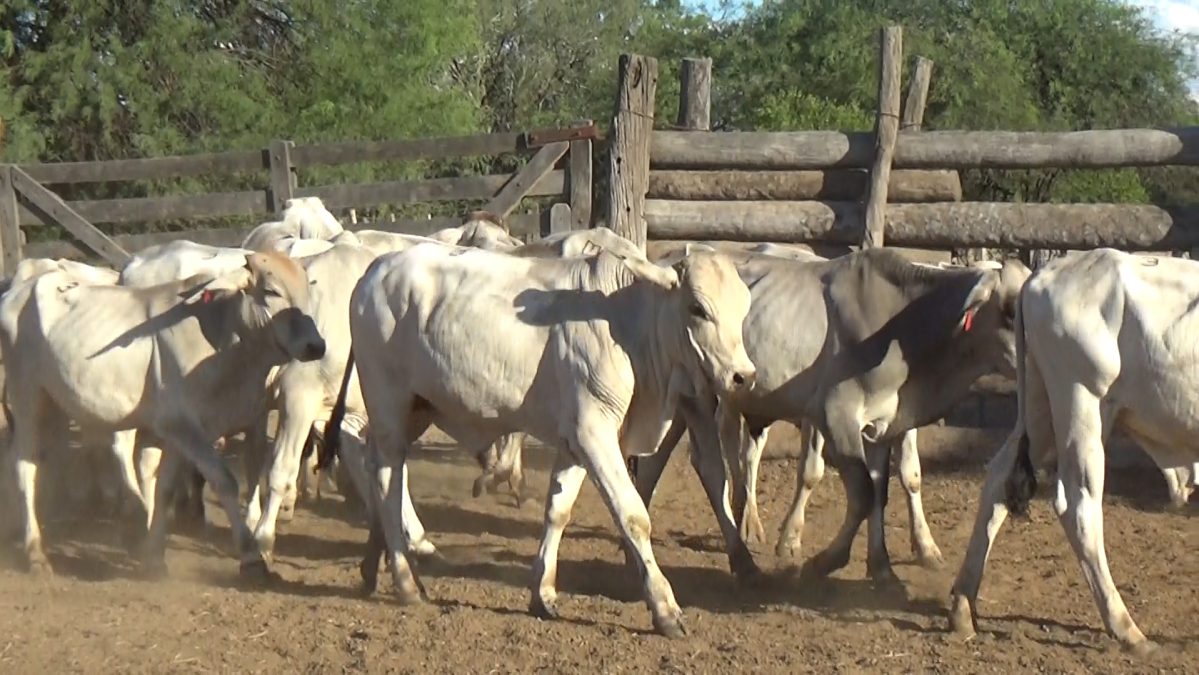 Feria de Invernada por Pantalla Televisada ─ lote 07.1