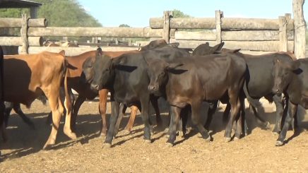 Lote 7 – N° insp. 5693