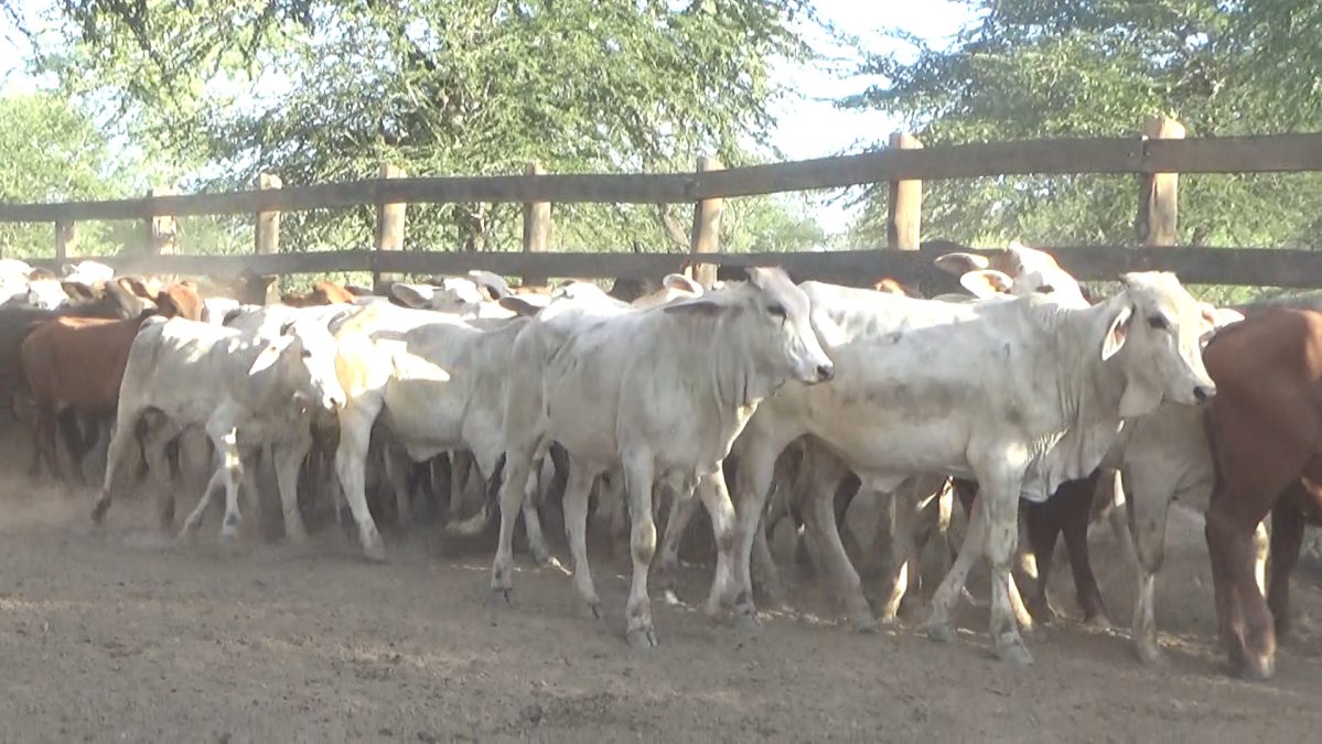 Feria de Invernada por Pantalla Televisada ─ lote Lote 1 – N° insp. 5786