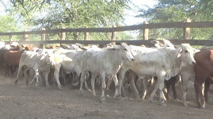 Lote 1 – N° insp. 5786