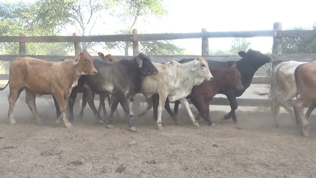 Feria de Invernada por Pantalla Televisada ─ lote Lote 2 – N° insp. 5785