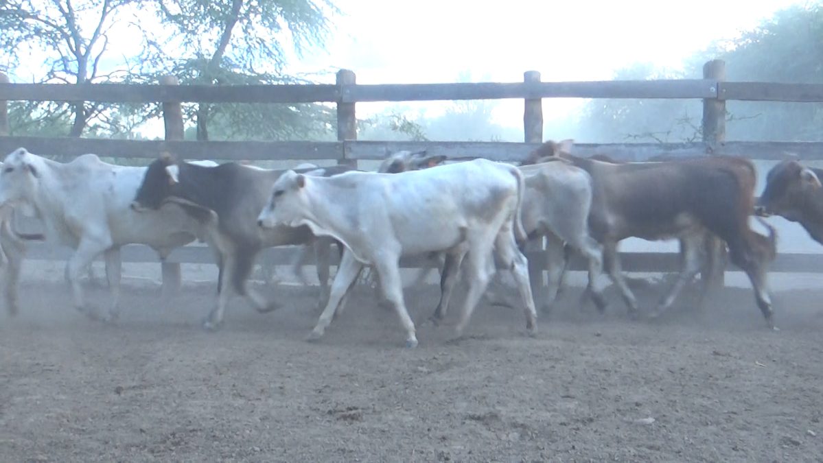 Feria de Invernada por Pantalla Televisada ─ lote Lote 3 – N° insp. 5787