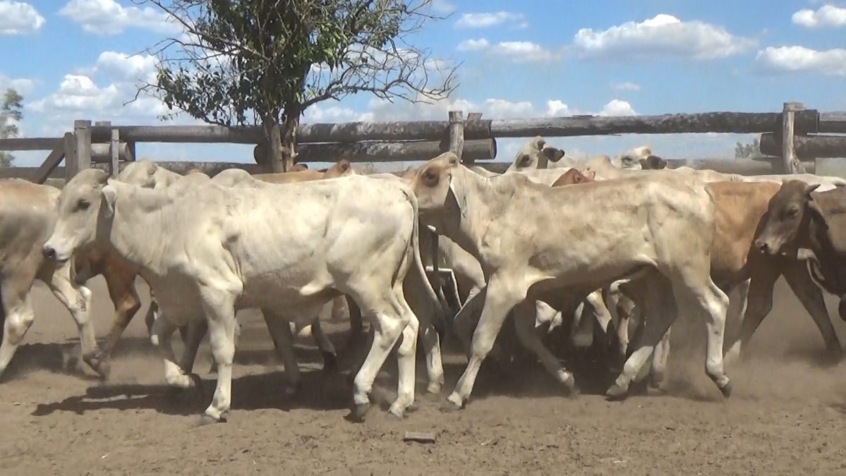 Feria de Invernada por Pantalla Televisada ─ lote Lote 4 – N° insp. 5695