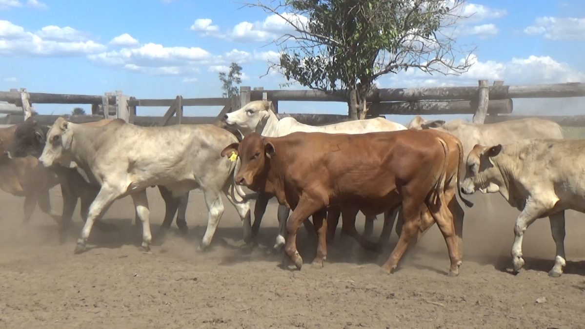 Feria de Invernada por Pantalla Televisada ─ lote Lote 5 – N° insp. 5696