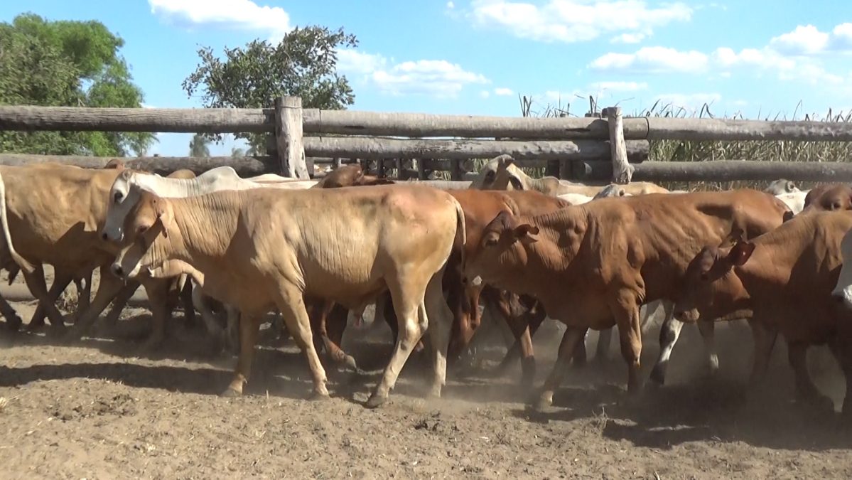 Feria de Invernada por Pantalla Televisada ─ lote 06.2