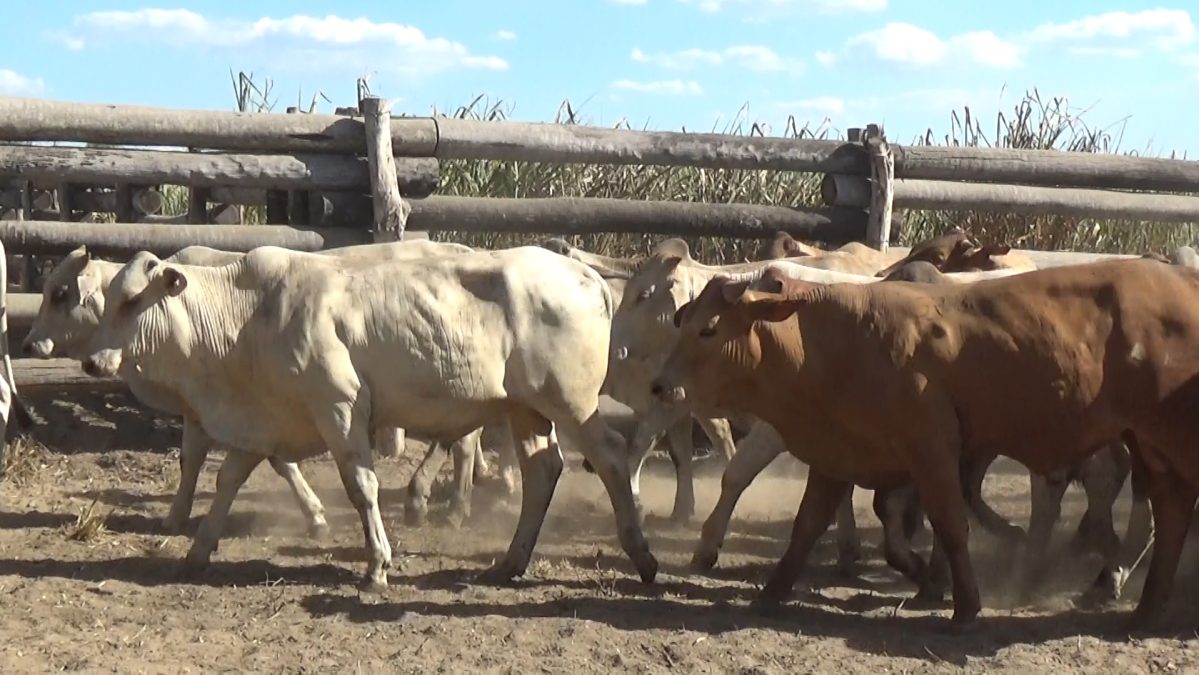 Feria de Invernada por Pantalla Televisada ─ lote Lote 6 – N° insp. 5697
