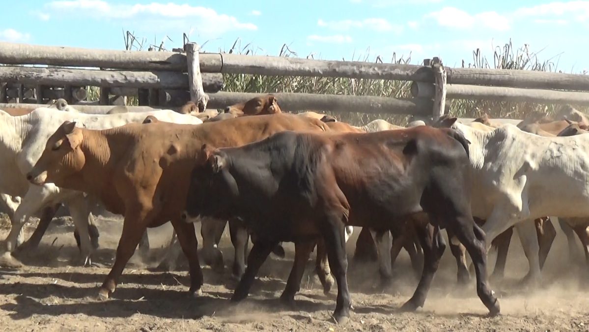 Feria de Invernada por Pantalla Televisada ─ lote Lote 7 – N° insp. 5698