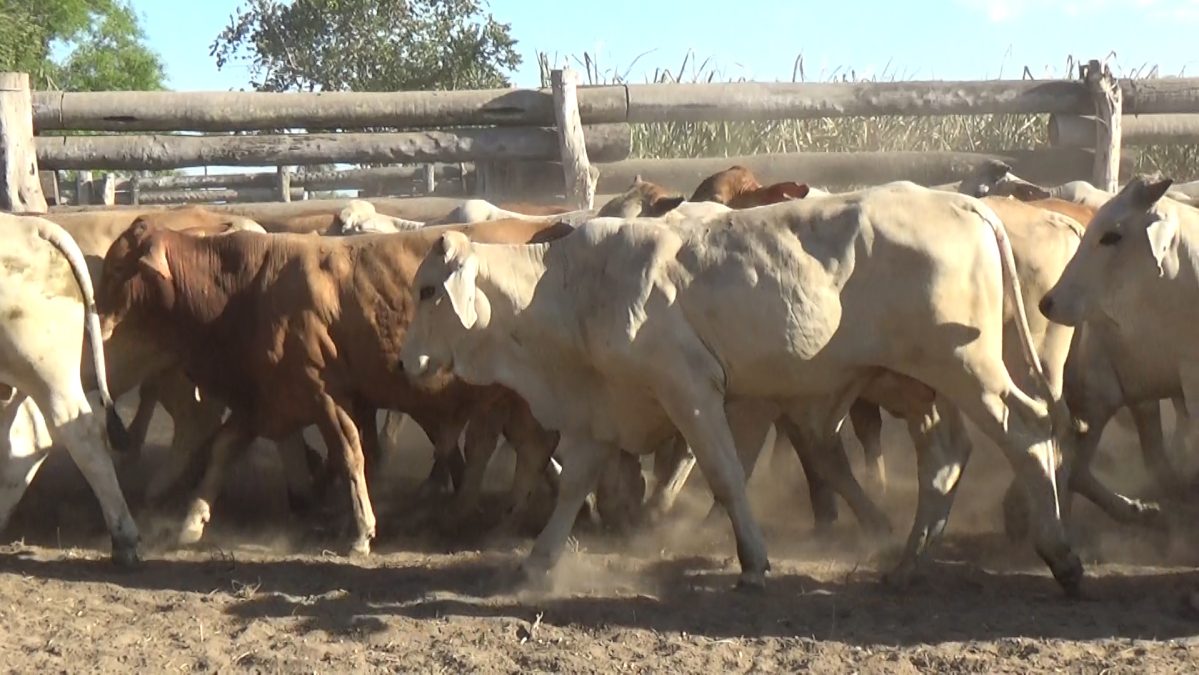 Feria de Invernada por Pantalla Televisada ─ lote Lote 8 – N° insp. 5699