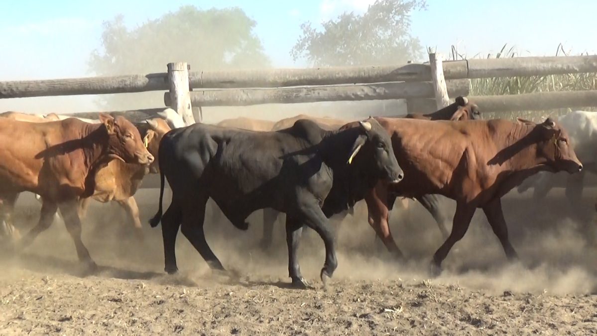 Feria de Invernada por Pantalla Televisada ─ lote Lote 9 – N° insp. 5700