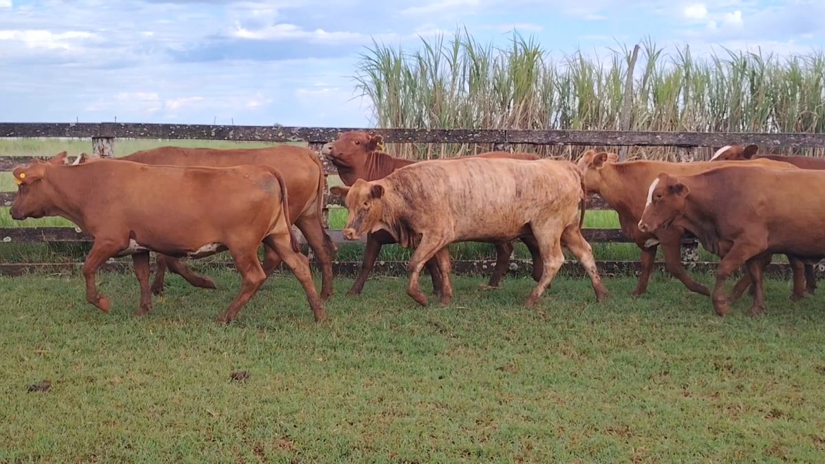 Feria Especial Fundación Pa'i Puku ─ lote Lote 12 – N° insp. 5731