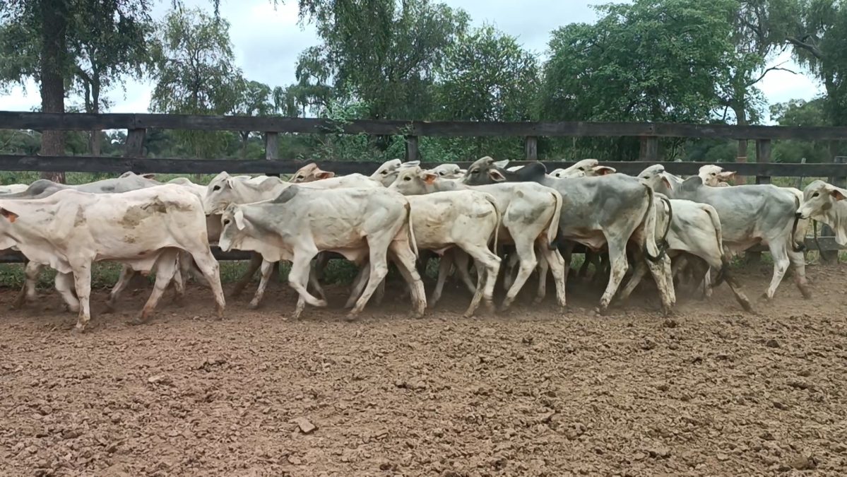 Feria Especial CEA ─ lote Lote 13 – N° insp. 5237
