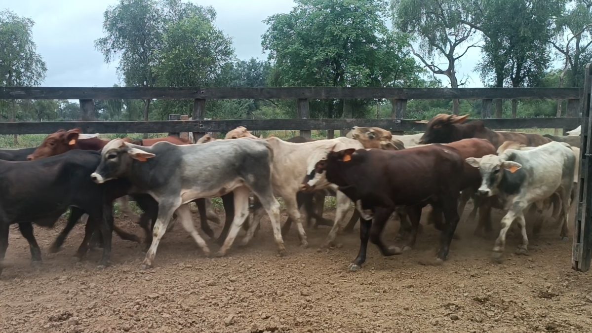 Feria Especial CEA ─ lote 5732.2