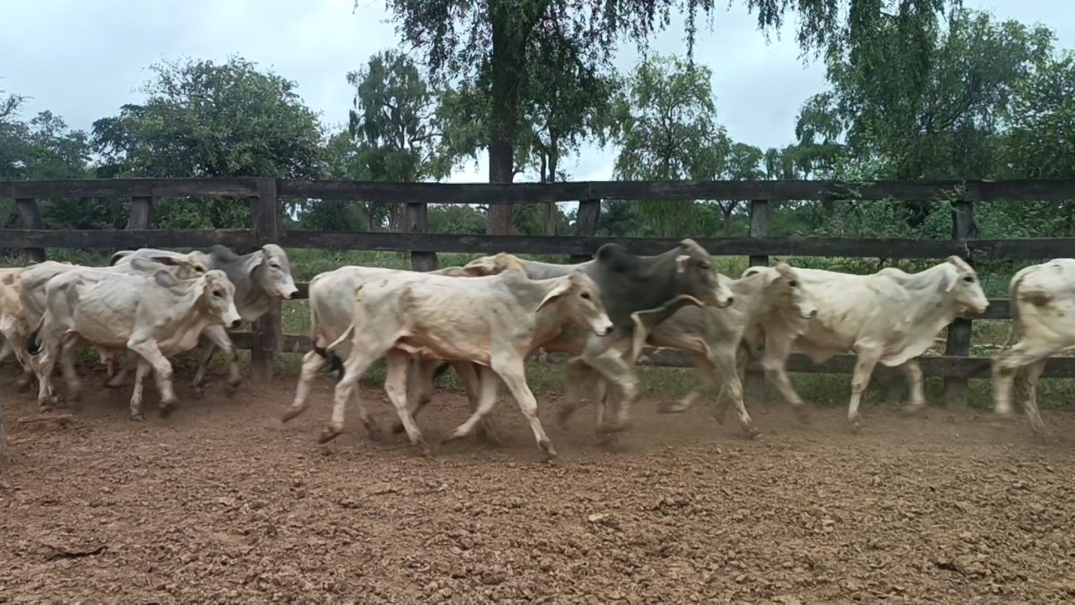 Feria Especial CEA ─ lote 5732.3