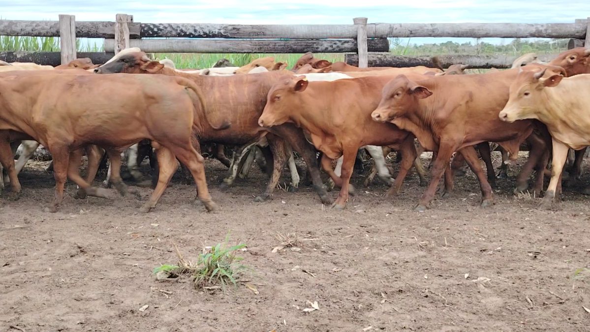 Feria Especial Fundación Pa'i Puku ─ lote 08.1