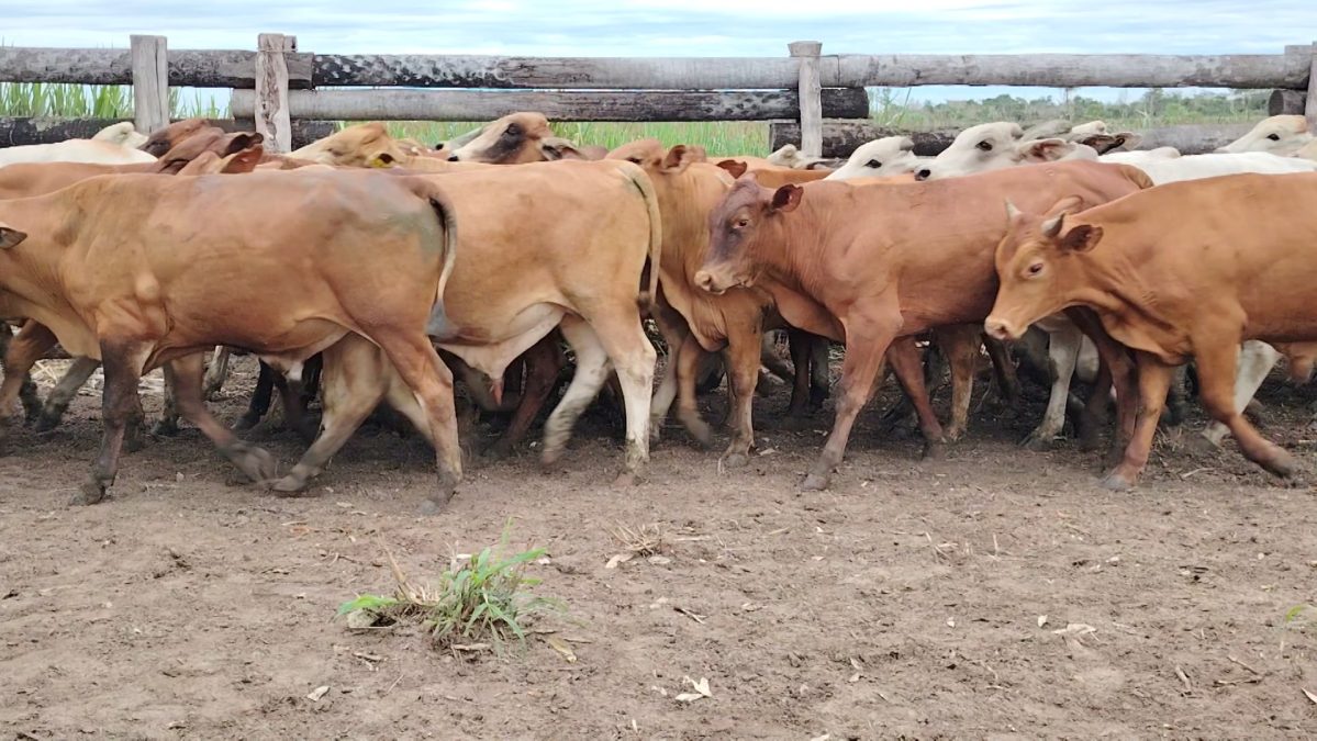 Feria Especial Fundación Pa'i Puku ─ lote Lote 8 – N° insp. 5733