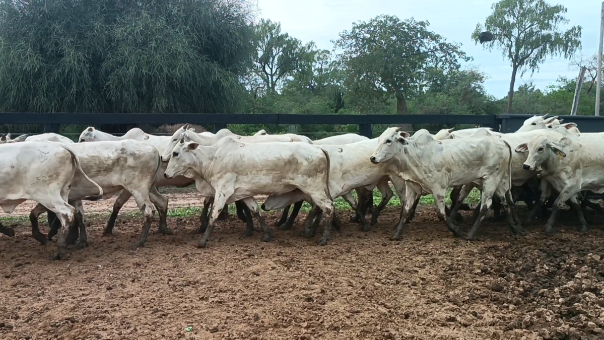 Feria Especial CREA Paraguay ─ lote 5232.1