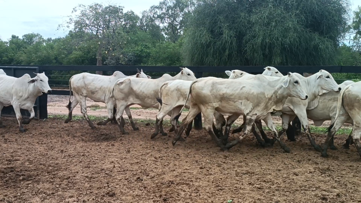 Feria Especial CREA Paraguay ─ lote 5232.2