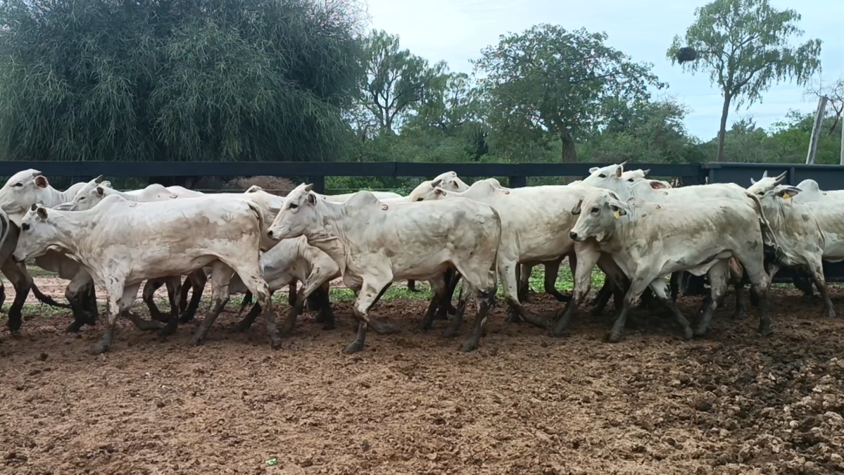 Feria Especial CREA Paraguay ─ lote Lote 18 – N° insp. 5232