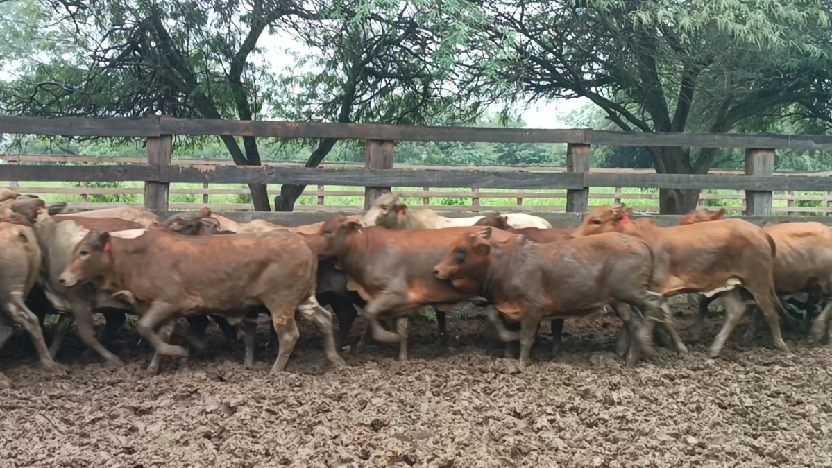 Feria Especial CREA Paraguay ─ lote 5234.1