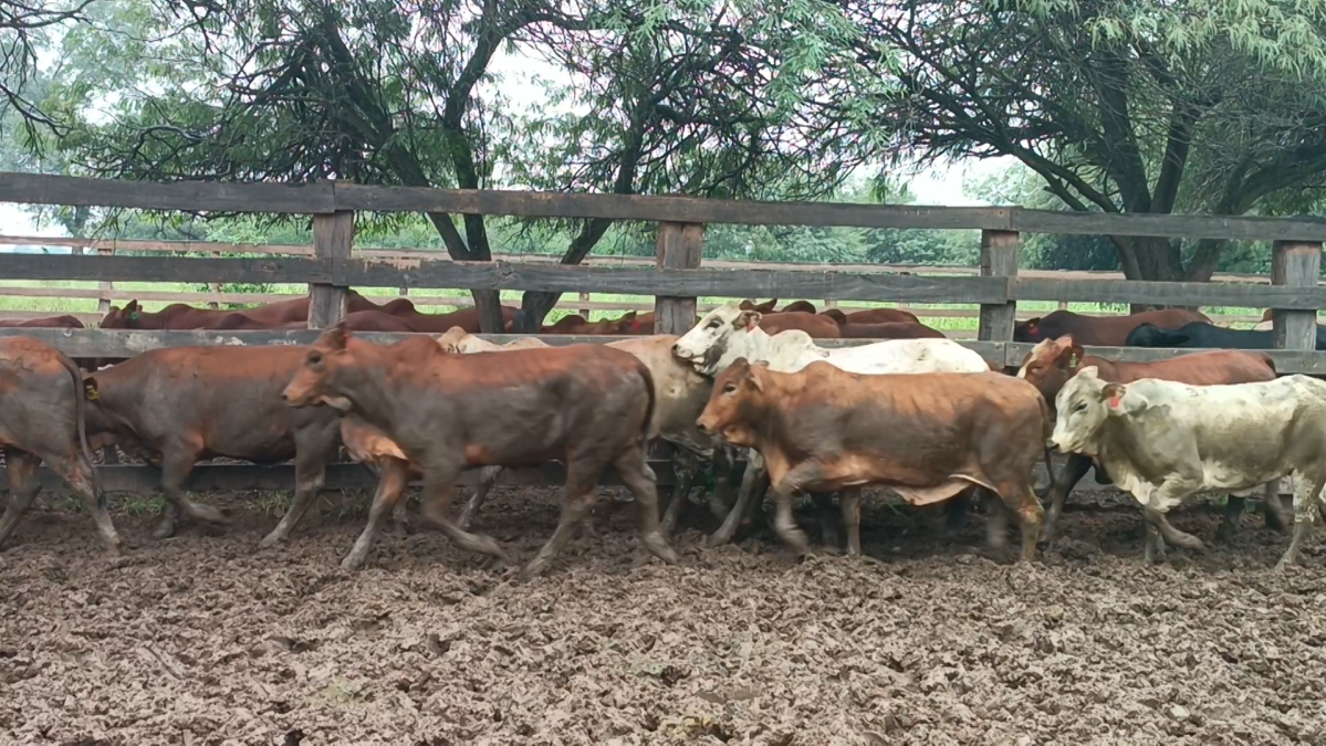 Feria Especial CREA Paraguay ─ lote Lote 16 – N° insp. 5234
