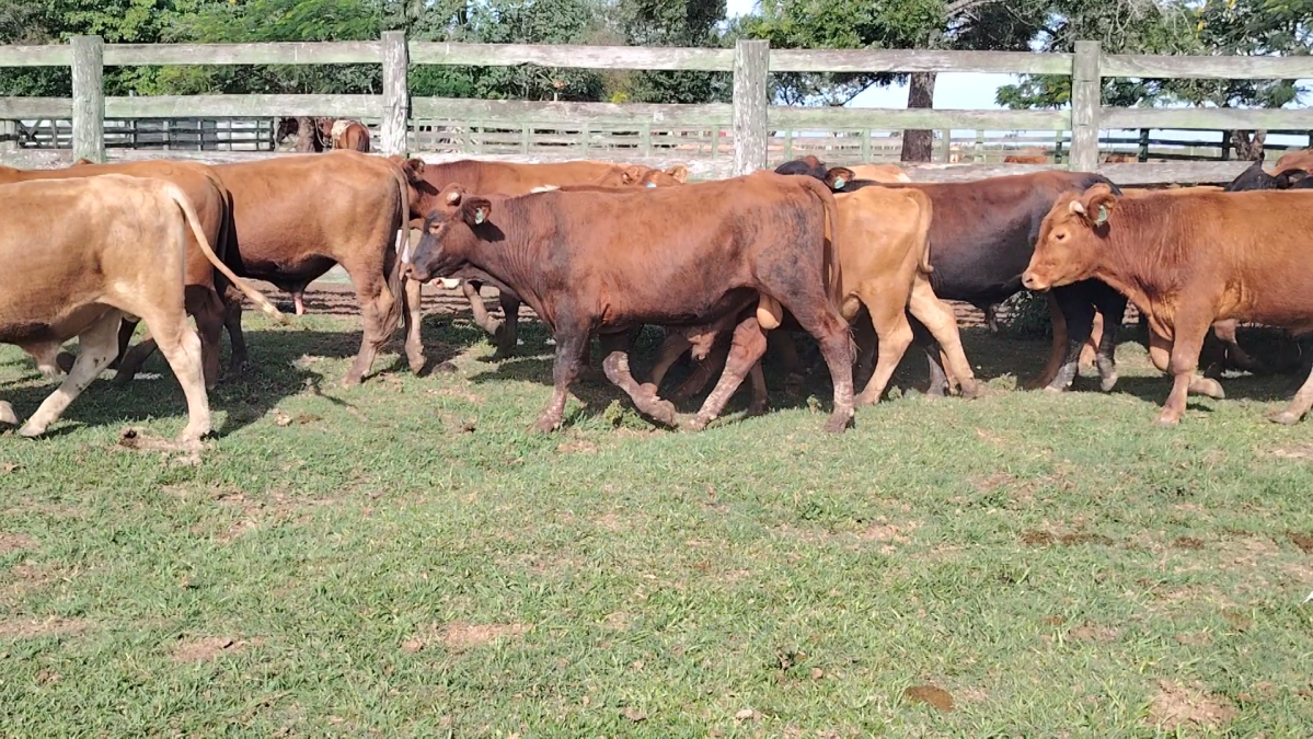 Feria Especial CREA Paraguay ─ lote 5737.1