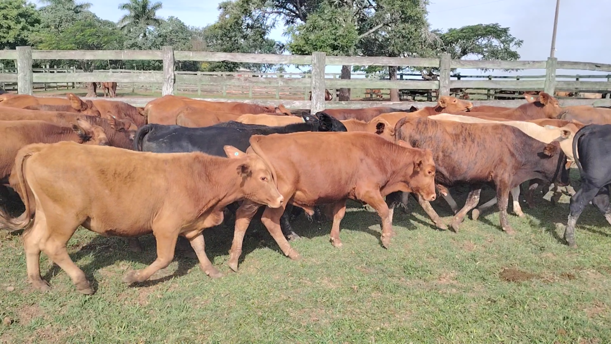 Feria Especial CREA Paraguay ─ lote Lote 10 – N° insp. 5737