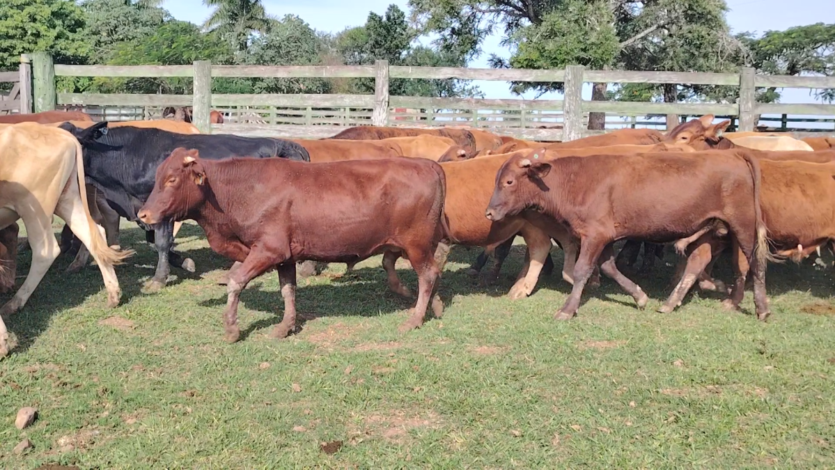Feria Especial CREA Paraguay ─ lote 5737.3