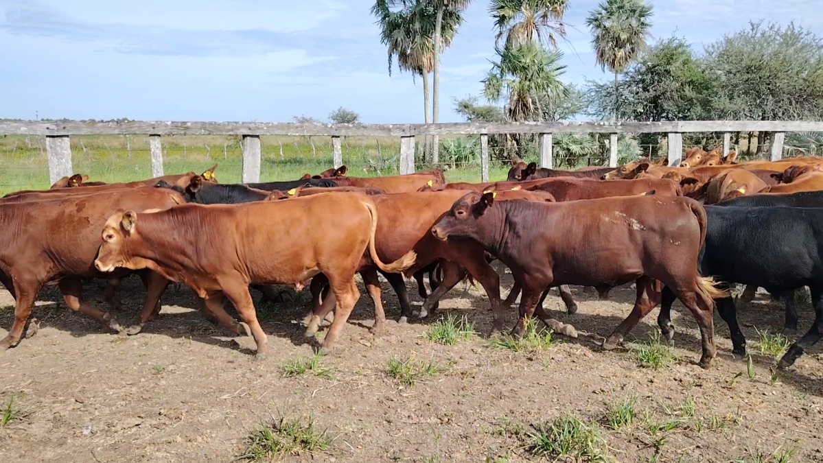 Feria Especial CREA Paraguay ─ lote 5738.1