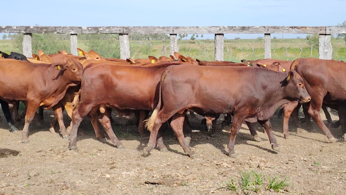 Feria Especial CREA Paraguay ─ lote Lote 7 – N° insp. 5738