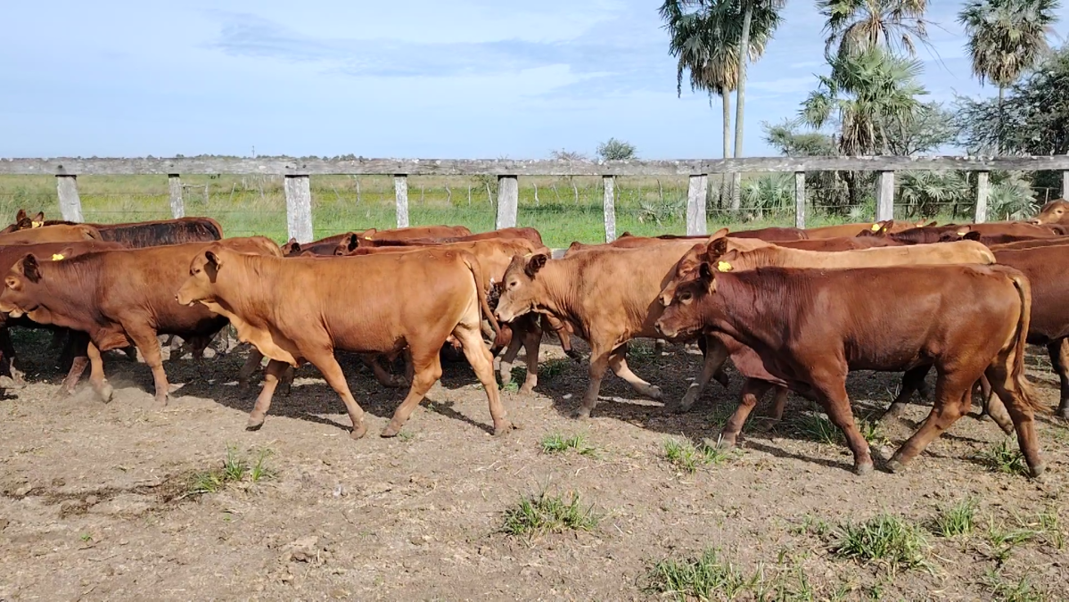 Feria Especial CREA Paraguay ─ lote 5738.3